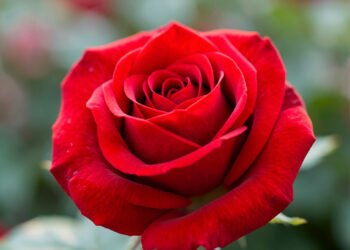 Rosas rojas clásicas - fotos de flores bonitas