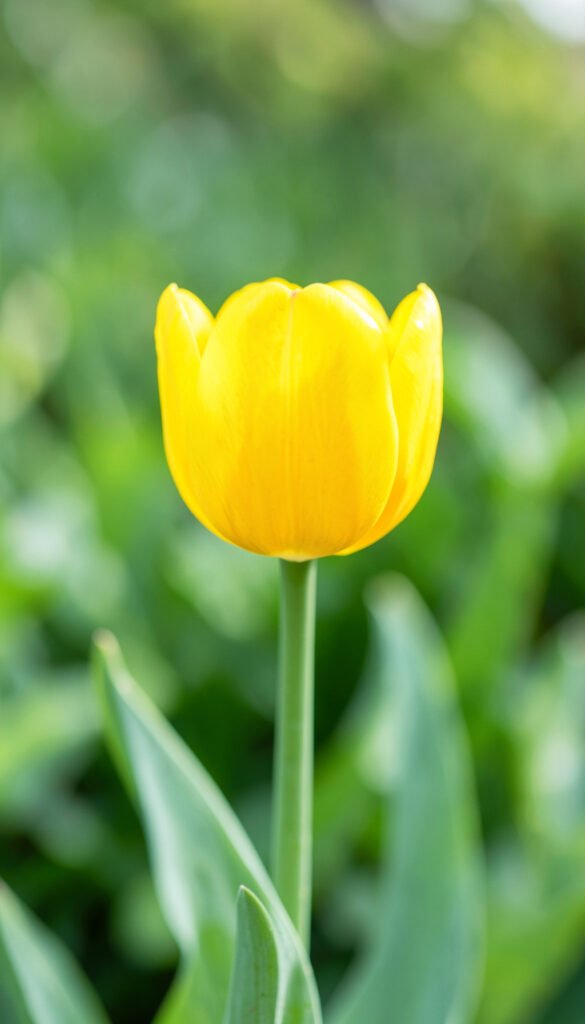 Tulipán amarillo vibrante - fotos de flores para perfil