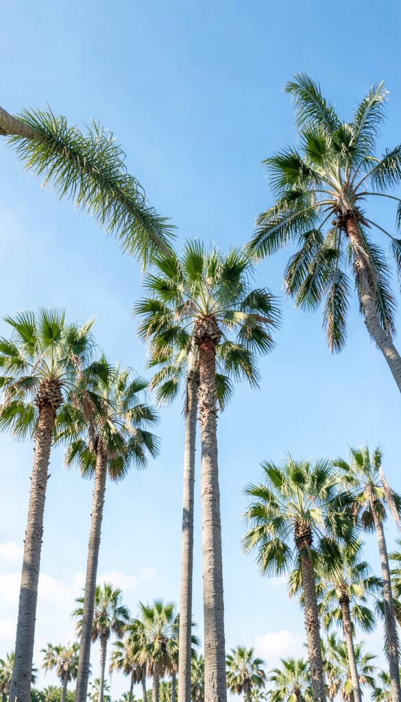 Palmeras y Sol - Fotos aesthetic para fondo de