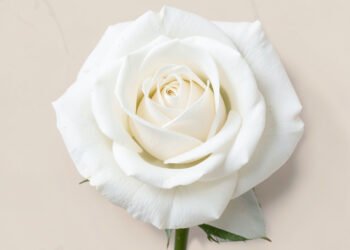 Rosas Blancas Minimal - Fondos de flores minimalistas elegantes