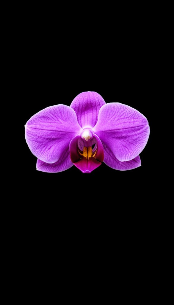 Orquídeas Exóticas - Fotos de flores para fondo