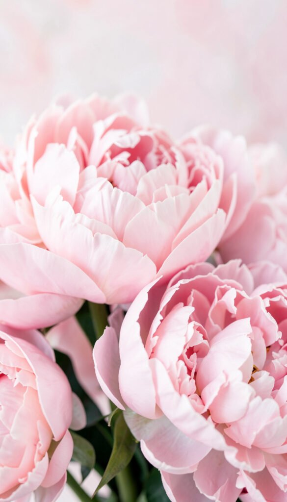 Peonías rosadas - Imágenes de flores para fotos