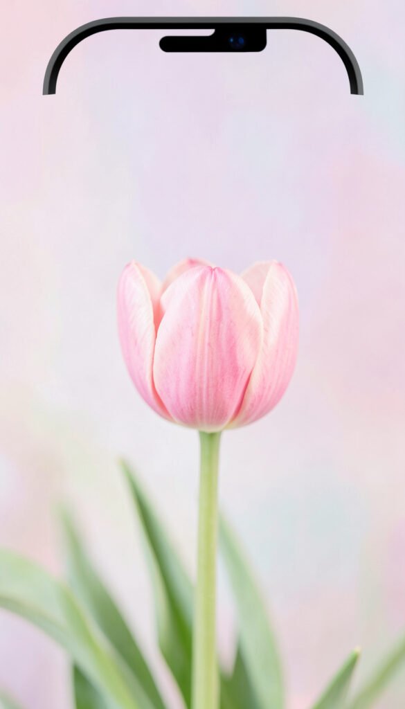 Tulipán Rosa: Cariño y Sensibilidad - Fotos de flores naturales con