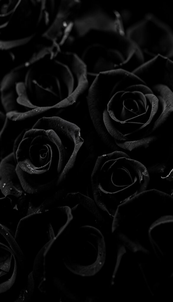 Rosas negras - Fotos de Perfil aesthetic negro