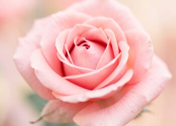 Rosas suaves y fondo pastel - Imágenes de flores con fondo