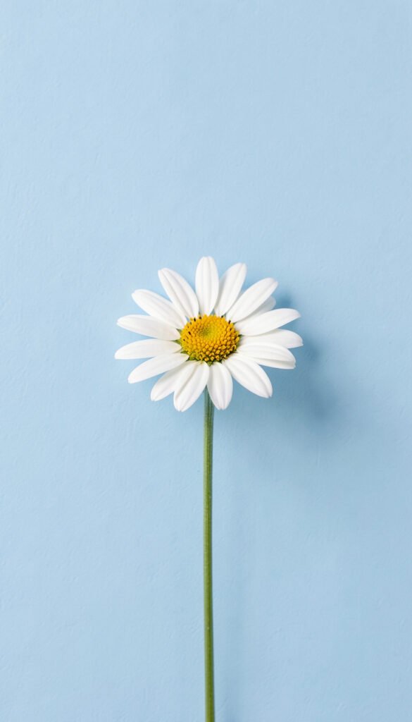 Flores Minimalistas - Fotos aesthetic para fondo de