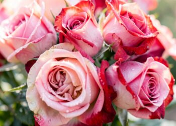 Descargar fondo de pantalla Fotos de flores naturales bonitas en HD en HD y 4K gratis Rosas en primer plano - fotos de flores naturales HD