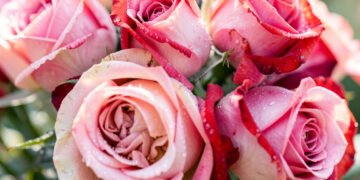 Rosas en primer plano - fotos de flores naturales HD