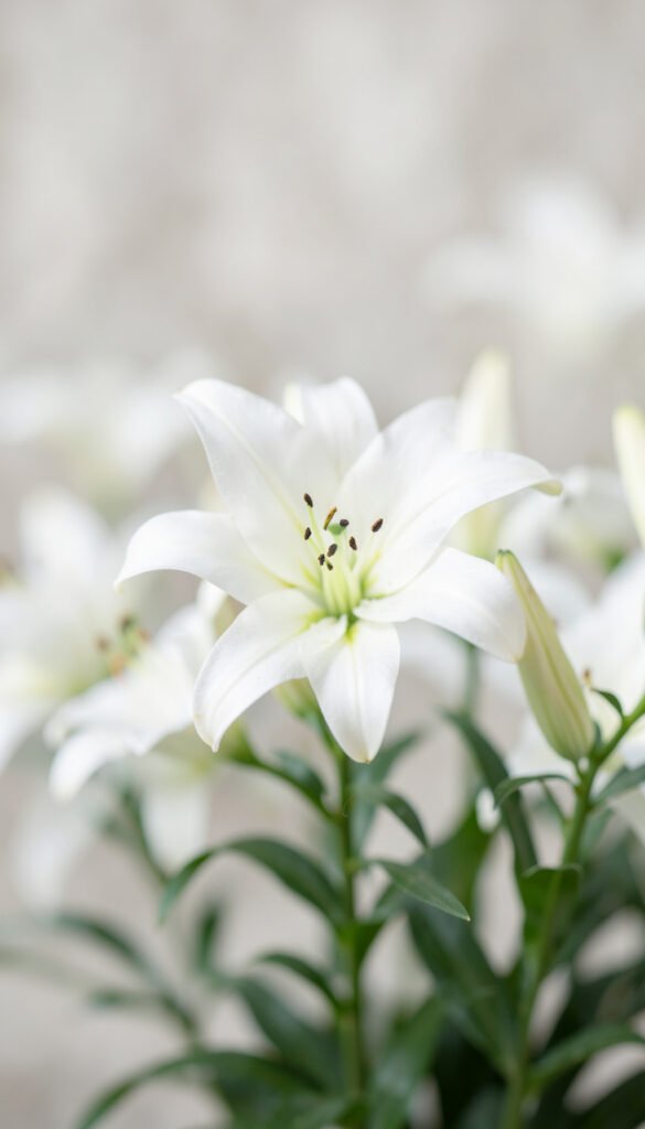 Lirios blancos elegantes - imágenes de flores para perfil