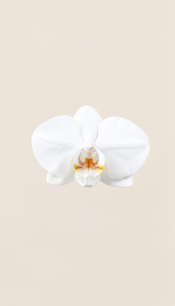 Orquídea blanca minimalista - fotos de flores naturales