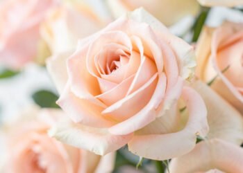 Rosas Pastel en Primer Plano - Fotos de flores naturales color