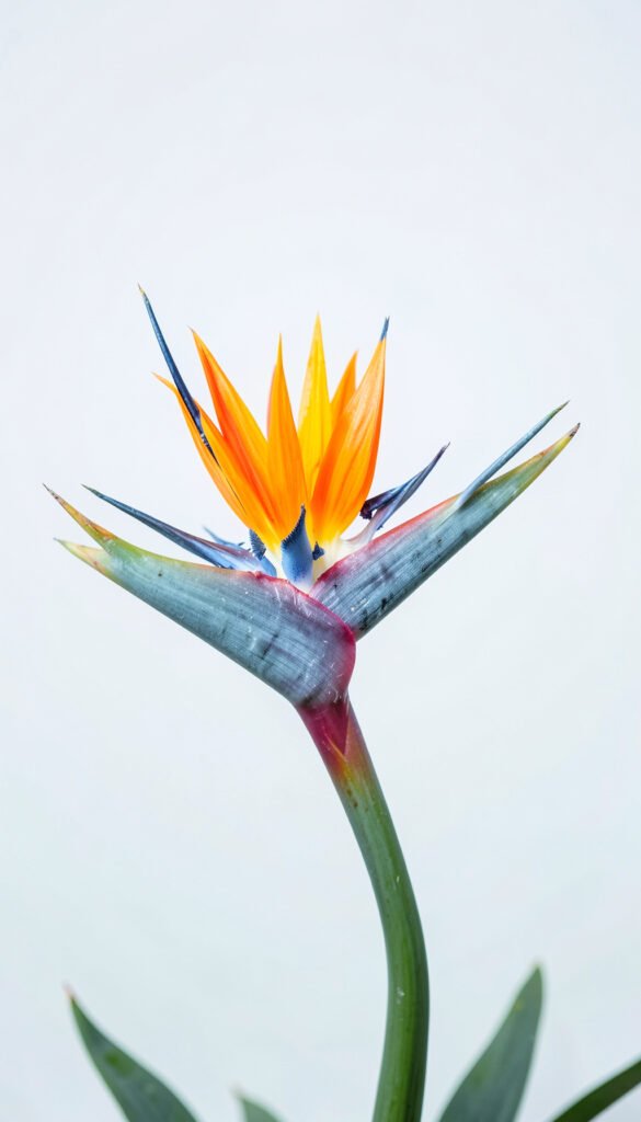 Ave del paraíso vibrante - flores tropicales exóticas HD