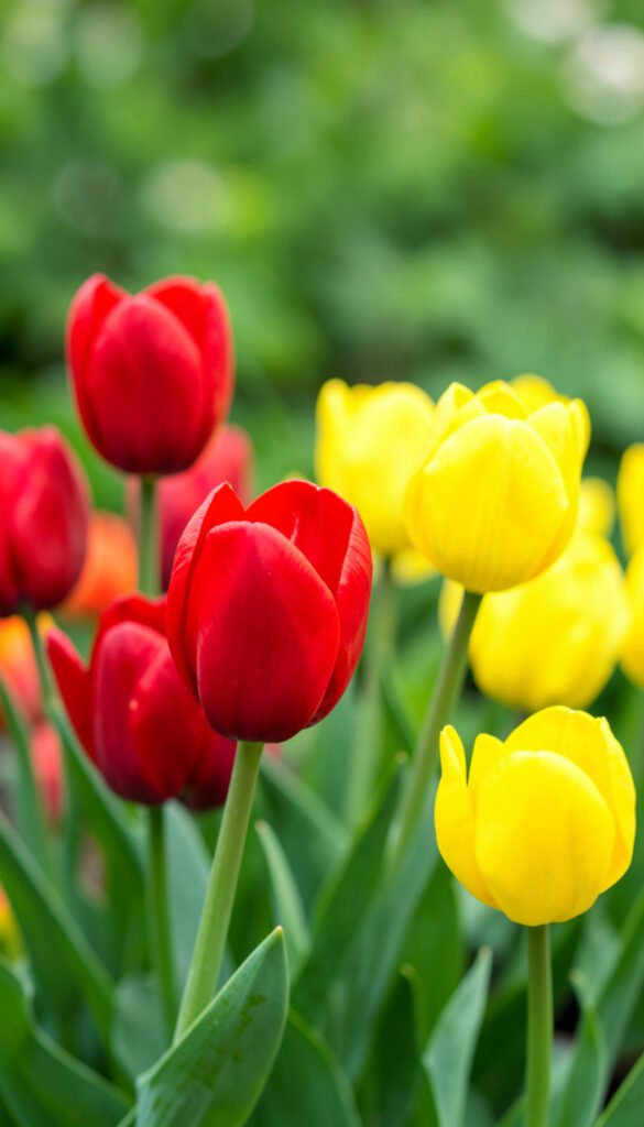 Tulipanes en primavera - Imágenes de flores con fondo