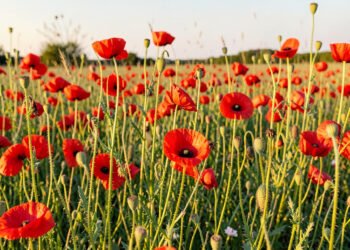 Campo de amapolas rojas - Fotos de flores silvestres naturales