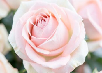 Rosas en tonos pastel - Fondos de flores aesthetic elegantes