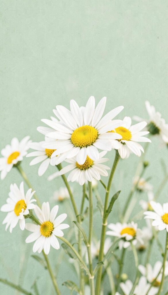 Margaritas Sofisticadas - Fondos de flores vintage aesthetic