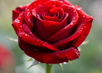 Rosa Roja: Amor y Pasión - Fotos de flores naturales con