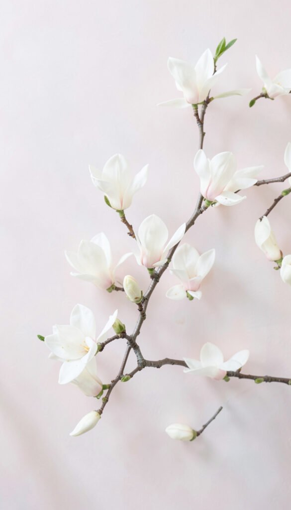 Magnolias sofisticadas - Fotos de perfil de flores