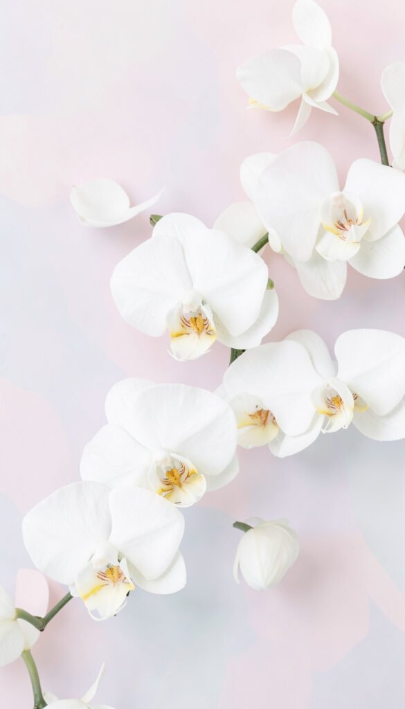 Orquídeas blancas minimalistas - Fondos de flores naturales para