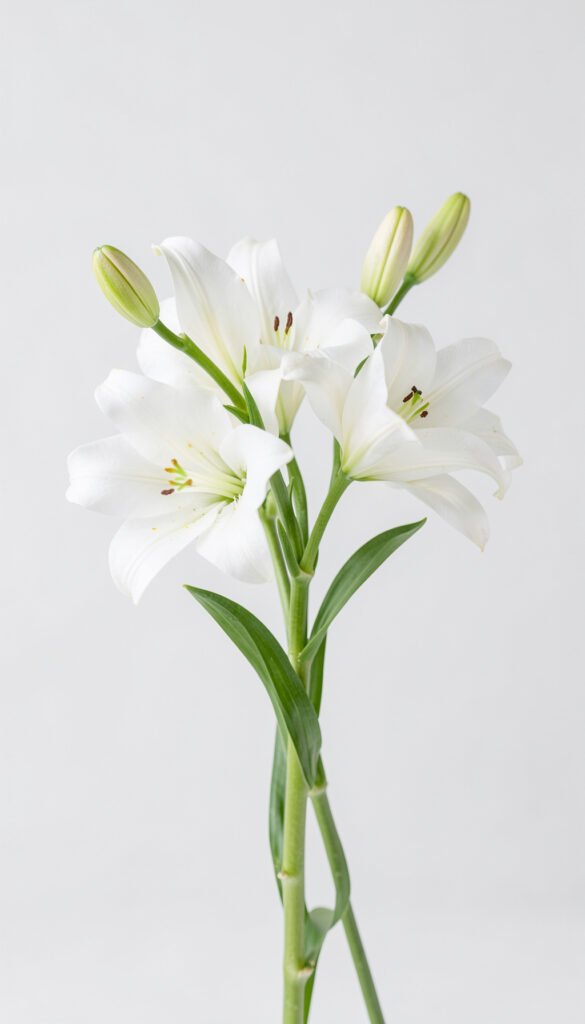 Lirios elegantes - Imágenes de flores para fotos