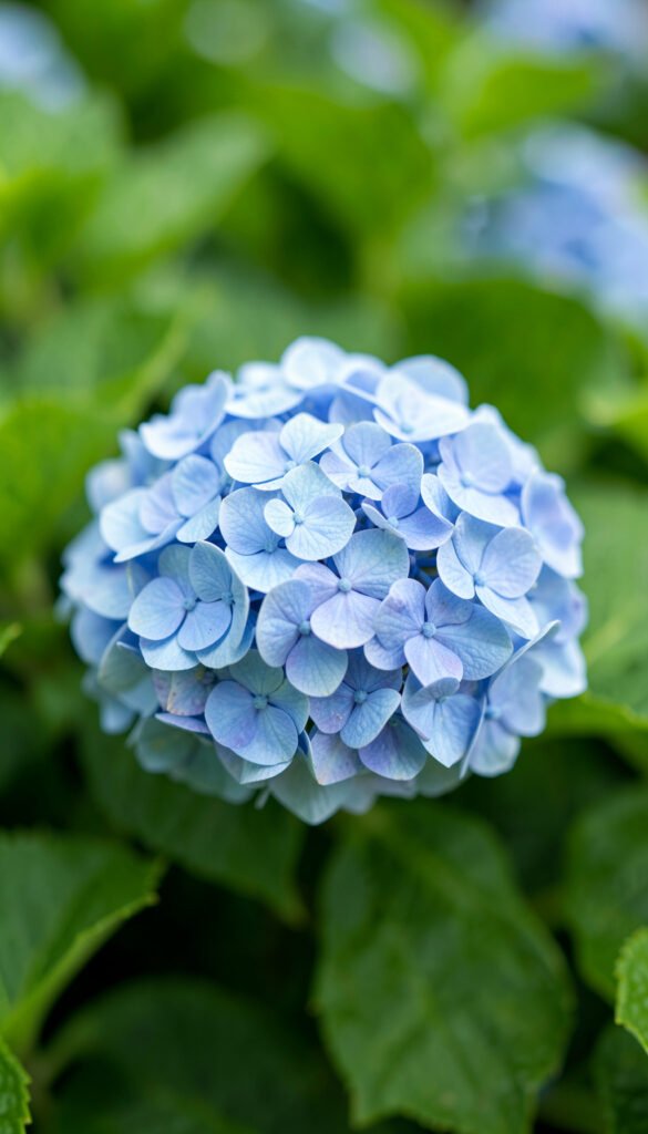 Hortensia Azul: Gratitud y Serenidad - Fotos de flores naturales con