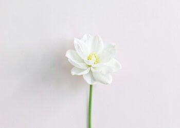 Minimalismo elegante - Fotos de perfil aesthetic Pinterest