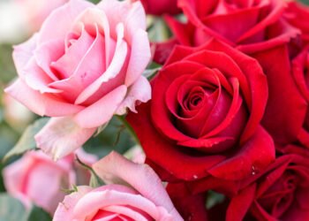 Rosas en Primavera - Fotos de flores para fondo