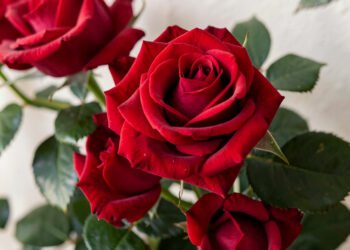 Rosas rojas clásicas - flores naturales rojas elegantes