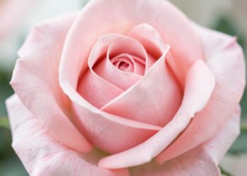 Rosa delicada en primer plano - imágenes de flores para perfil