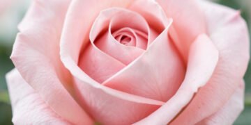 Rosa delicada en primer plano - imágenes de flores para perfil