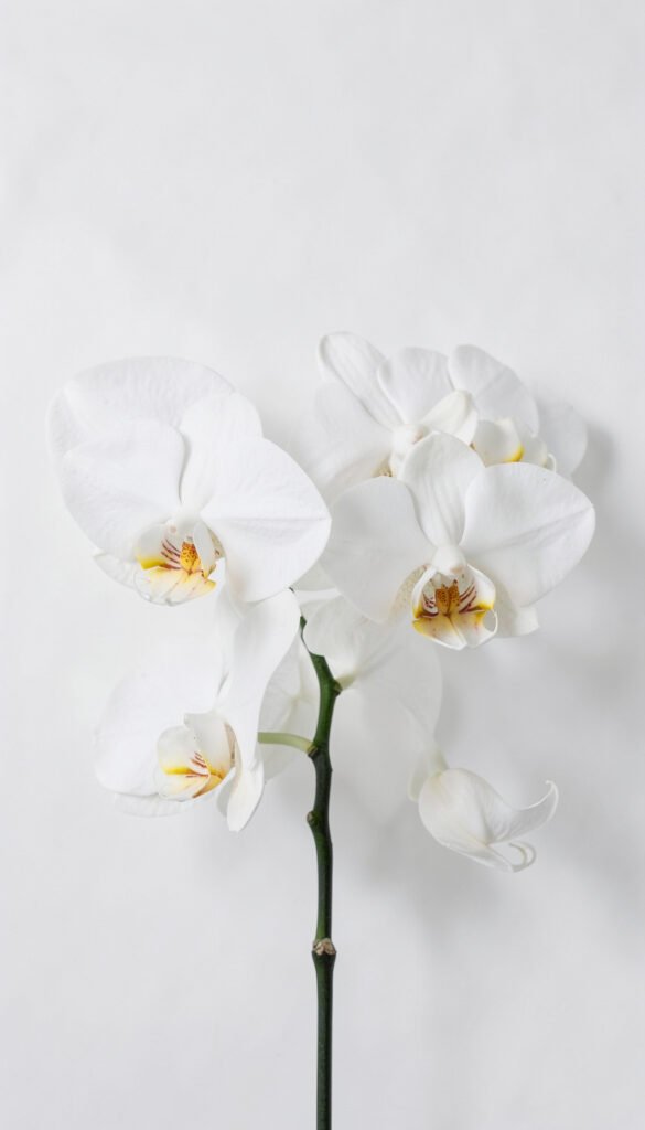 Orquídeas blancas minimalistas - Fondos de flores para móvil