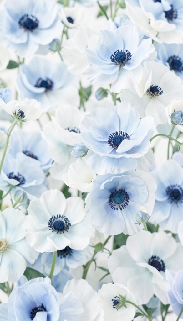 Anémonas blancas y azules - flores románticas delicadas
