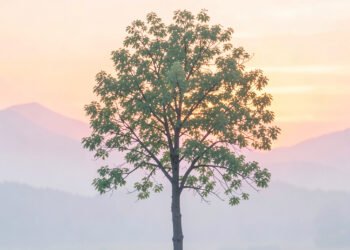 Naturaleza Minimalista - Imágenes bonitas para perfil de