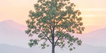 Naturaleza Minimalista - Imágenes bonitas para perfil de