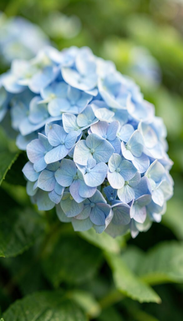 Hortensias azules sofisticadas - imágenes de flores para perfil