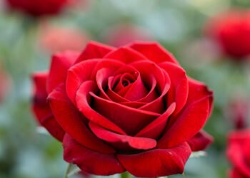 Rosas en primer plano - Fotos de flores para perfil