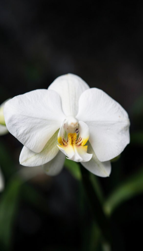 Orquídea blanca elegante - fotos de flores bonitas