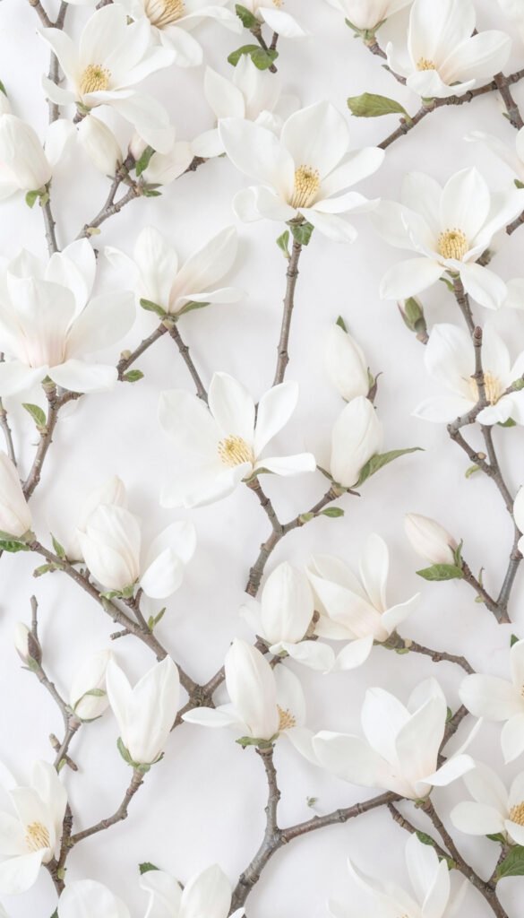 Magnolias blancas elegantes - flores románticas delicadas