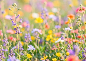 Flores y Naturaleza - imágenes bonitas perfil Facebook
