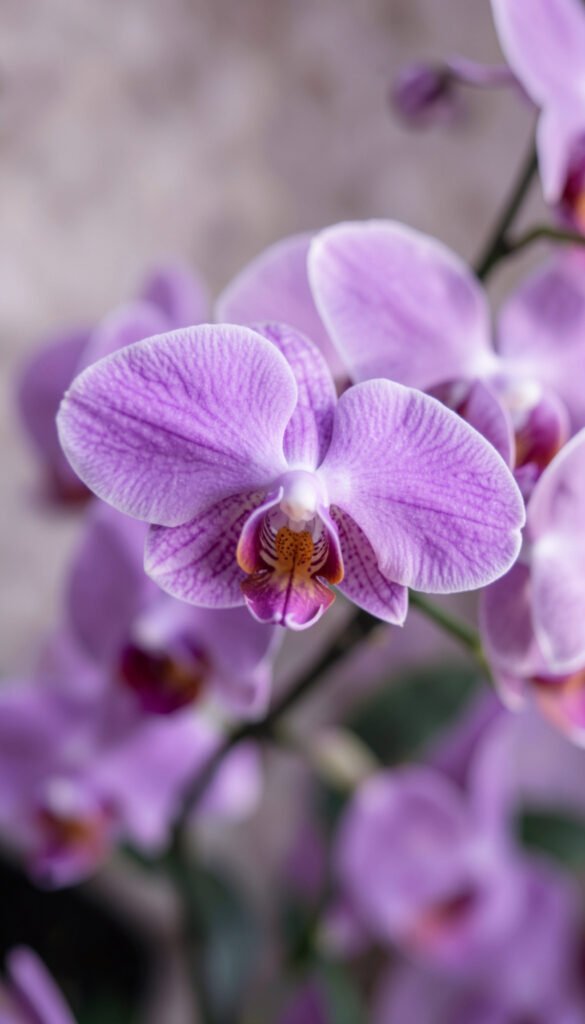 Orquídeas exóticas - Fotos de perfil de flores