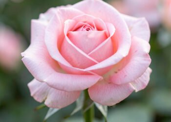 Rosa elegante en primer plano - fotos de flores para perfil