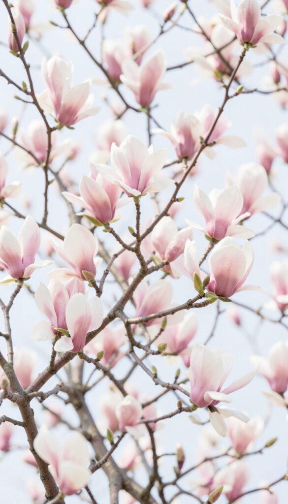 Magnolias en flor - Imágenes de flores para fotos