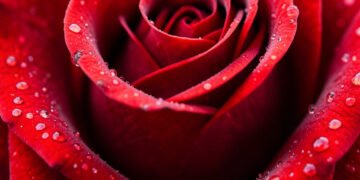 Rosa roja en detalle - flores macro alta resolución