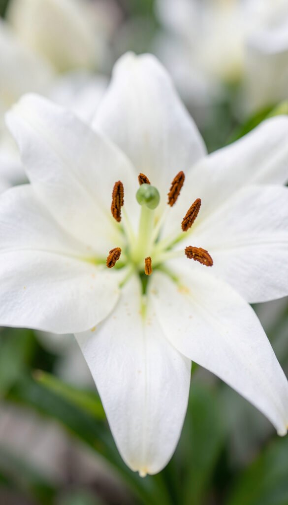 Lirio blanco puro - flores macro alta resolución