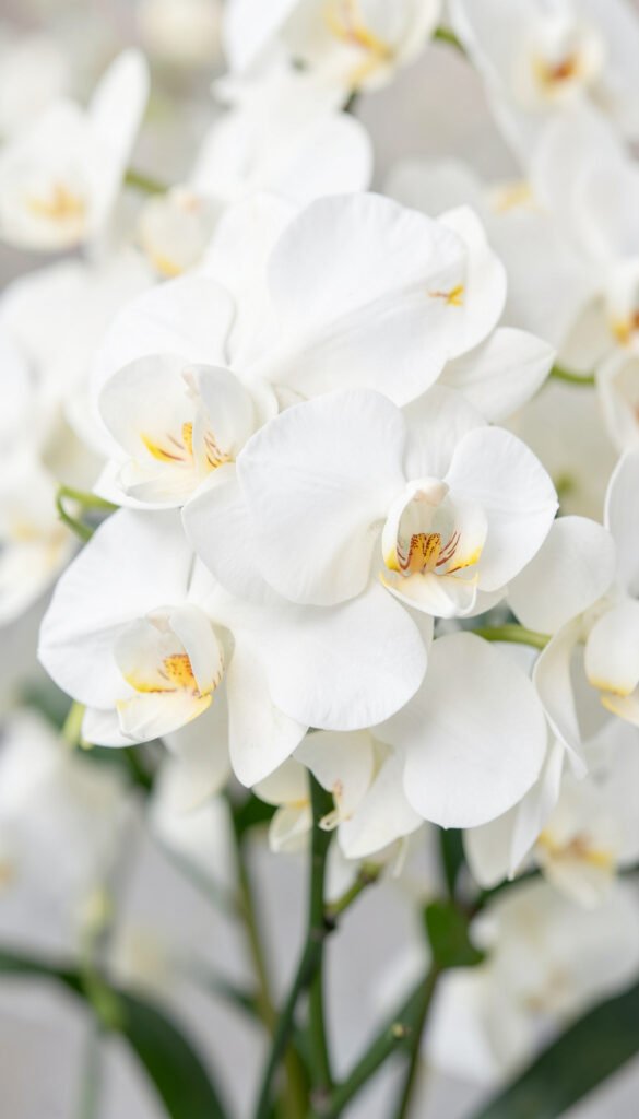 Orquídeas refinadas - flores blancas elegantes