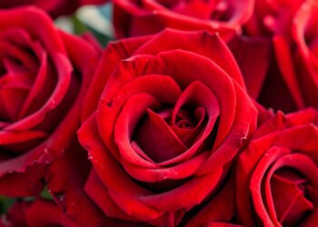 Rosas en primer plano - fotos de flores lindas