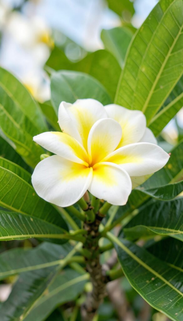 Plumeria blanca y amarilla - flores tropicales exóticas HD