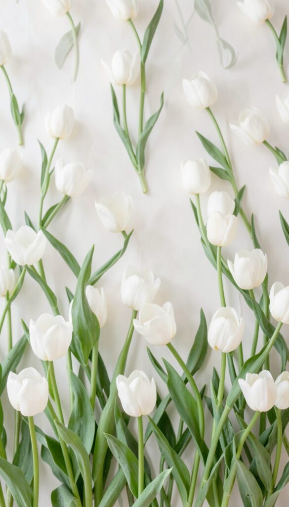 Tulipanes blancos minimalistas - flores románticas delicadas
