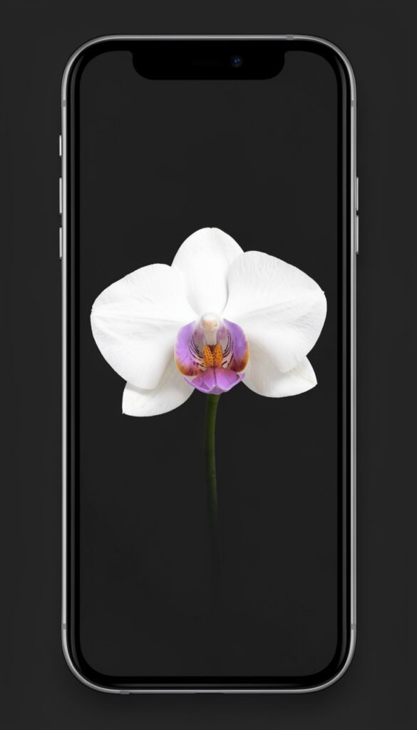 Orquídea minimalista - imágenes de flores para perfil