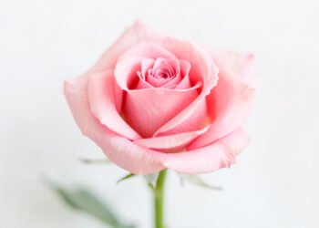 Rosas minimalistas - Fotos de perfil de flores
